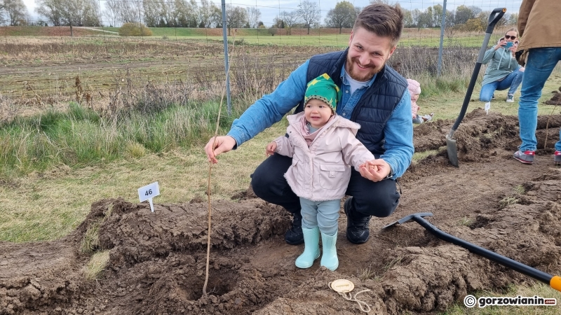 14/16 Akcja sadzenia drzew na polu golfowym