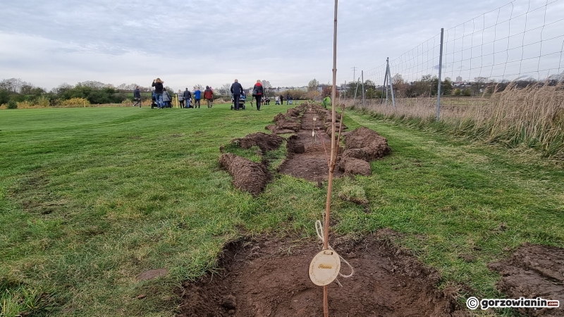 16/16 Akcja sadzenia drzew na polu golfowym