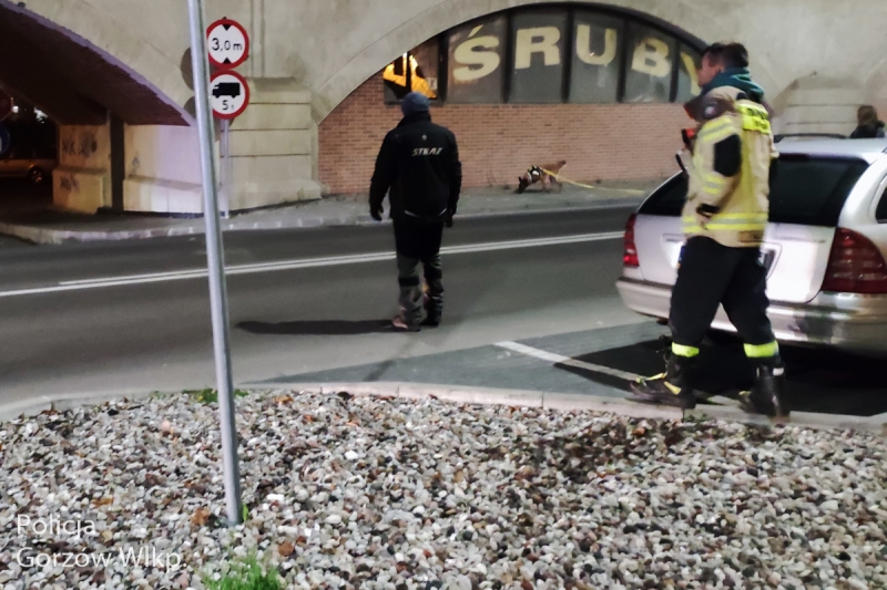 3/4 Służby poszukują 31-latka. Na miejscu specjalistyczna grupa z psami