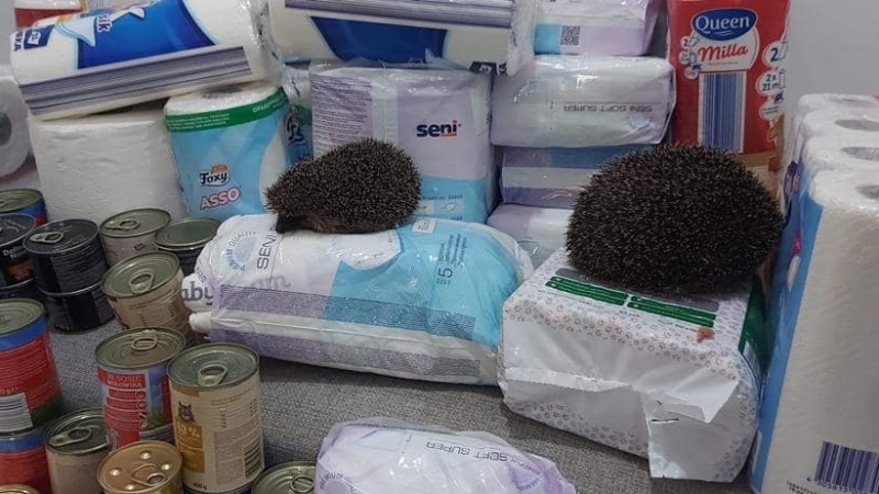 3/4 Jeże ze schroniska otrzymały prezenty od uczniów I LO w Gorzowie