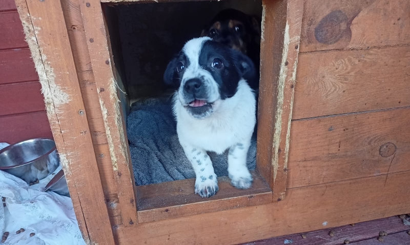 4/13 Szczeniaki ze schroniska szukają nowego domu