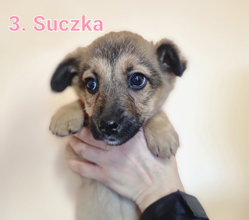 5/13 Szczeniaki ze schroniska szukają nowego domu