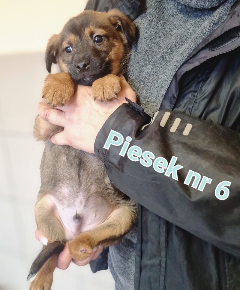 10/13 Szczeniaki ze schroniska szukają nowego domu