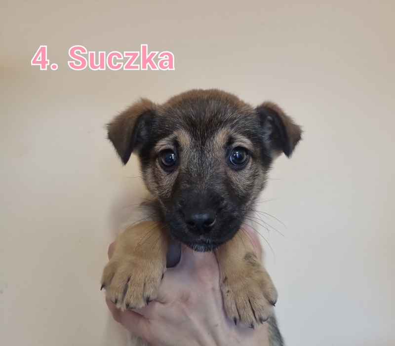 12/13 Szczeniaki ze schroniska szukają nowego domu