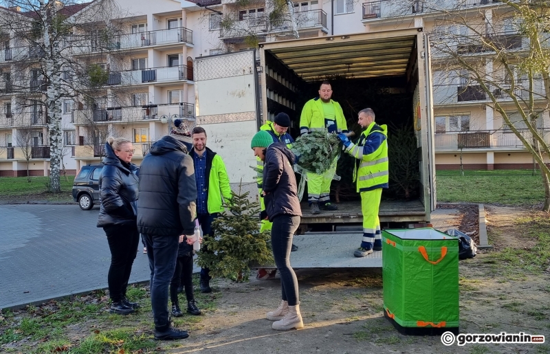 2/16 Akcja choinka dla alpaki w Gorzowie