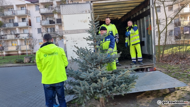 4/16 Akcja choinka dla alpaki w Gorzowie