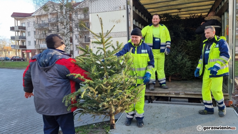 5/16 Akcja choinka dla alpaki w Gorzowie