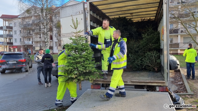 6/16 Akcja choinka dla alpaki w Gorzowie