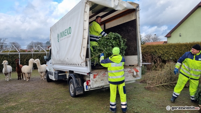 11/16 Akcja choinka dla alpaki w Gorzowie
