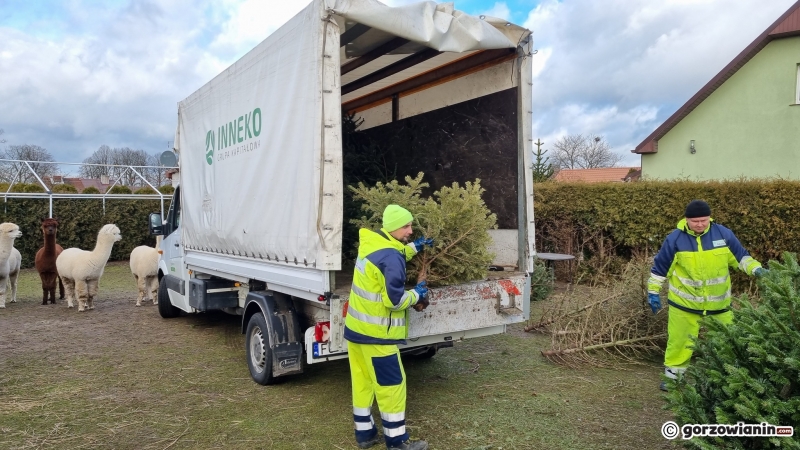 12/16 Akcja choinka dla alpaki w Gorzowie