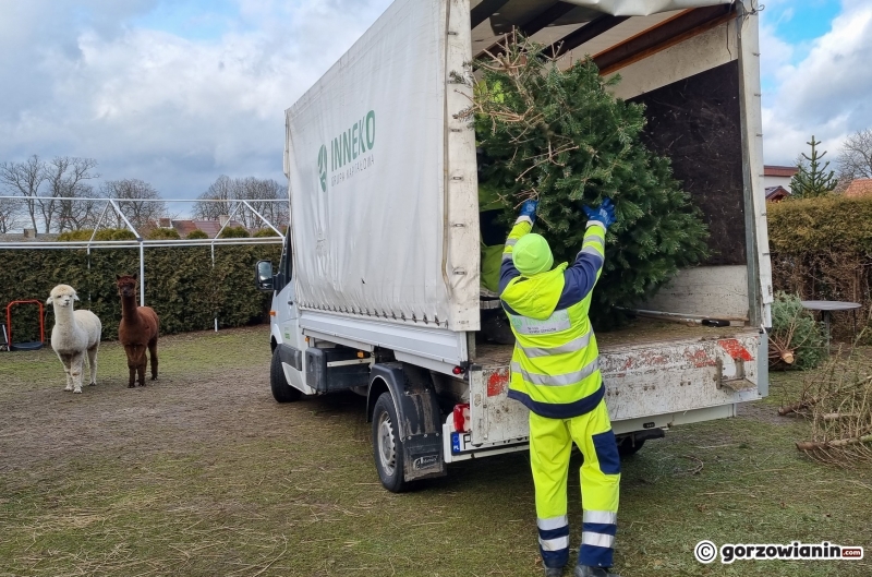 13/16 Akcja choinka dla alpaki w Gorzowie