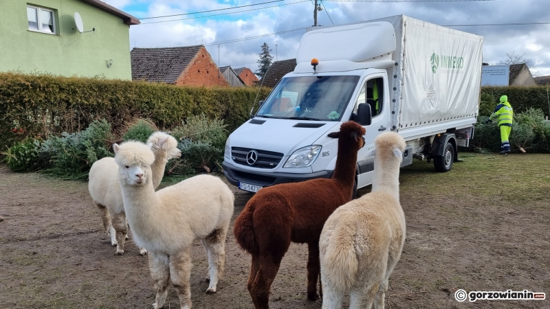 16/16 Akcja choinka dla alpaki w Gorzowie
