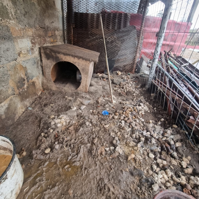 3/7 W takich warunkach pies żył przez dwa lata