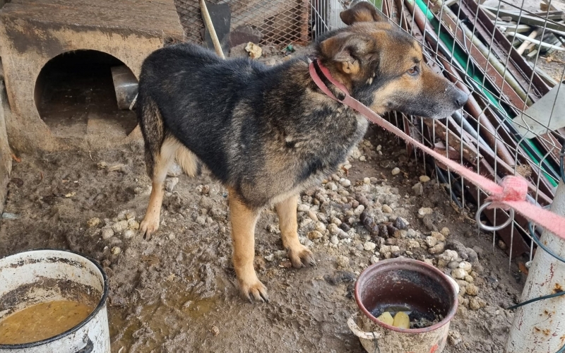 5/7 W takich warunkach pies żył przez dwa lata