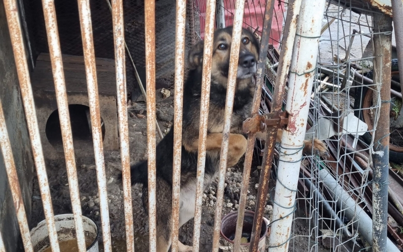 7/7 W takich warunkach pies żył przez dwa lata