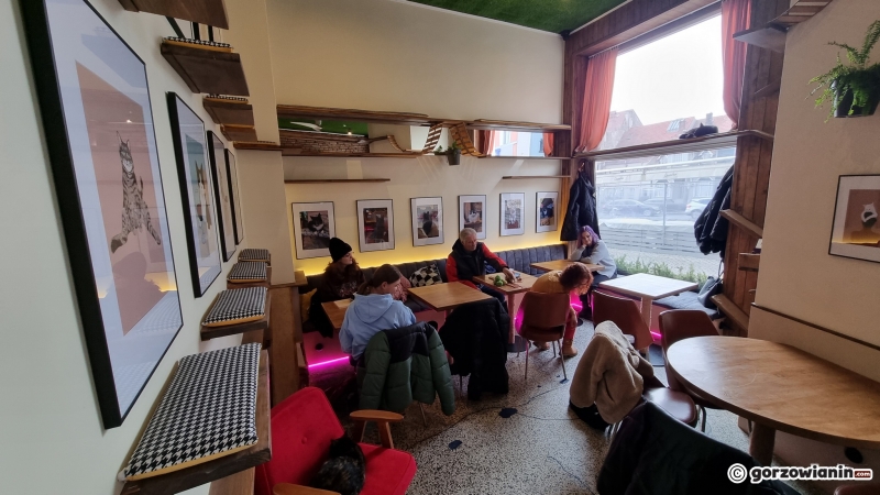 4/17 Otwarcie kociej kawiarni w Gorzowie