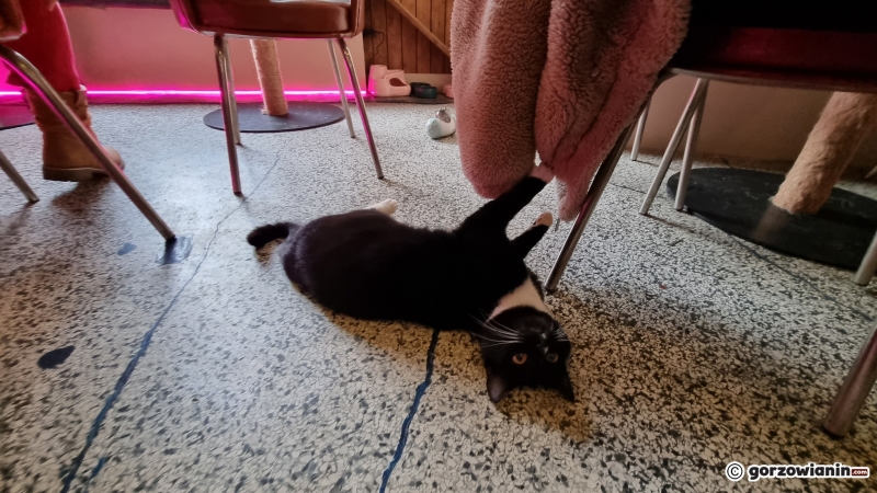 6/17 Otwarcie kociej kawiarni w Gorzowie