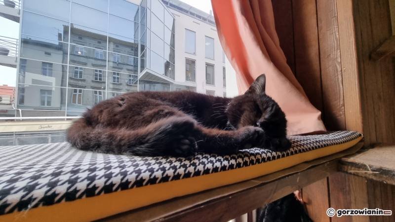 7/17 Otwarcie kociej kawiarni w Gorzowie