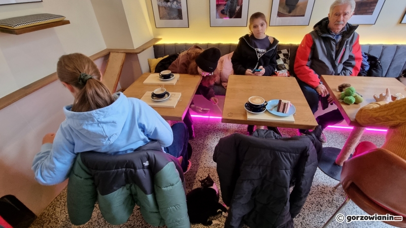 9/17 Otwarcie kociej kawiarni w Gorzowie