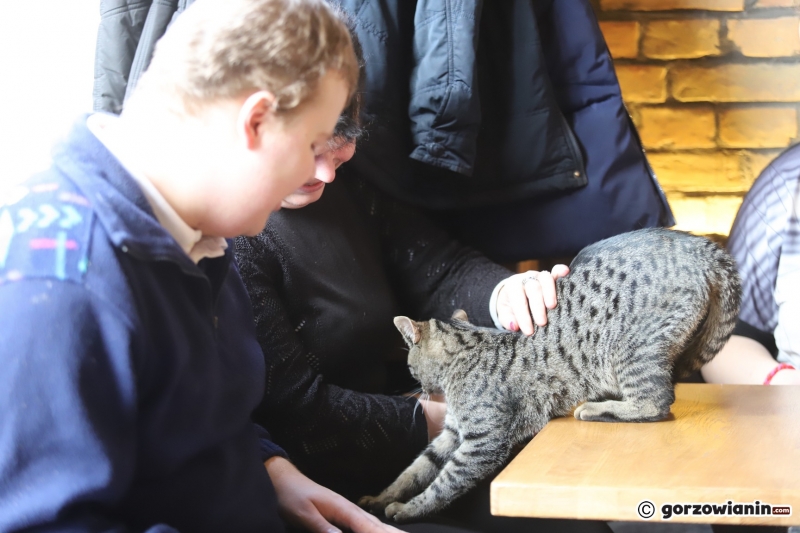 11/17 Otwarcie kociej kawiarni w Gorzowie