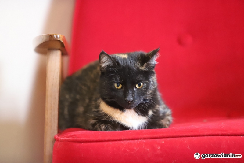 13/17 Otwarcie kociej kawiarni w Gorzowie