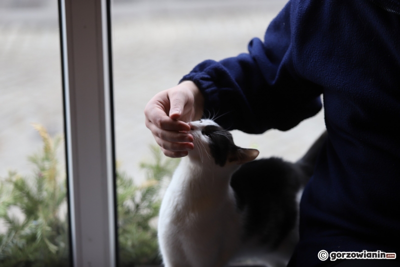 14/17 Otwarcie kociej kawiarni w Gorzowie