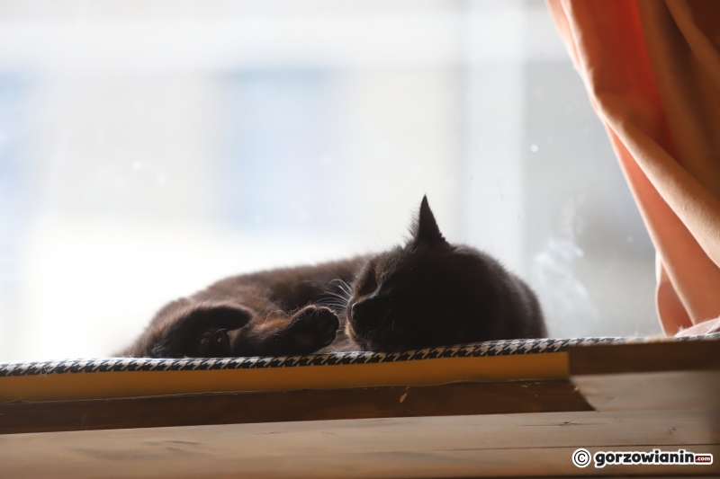 15/17 Otwarcie kociej kawiarni w Gorzowie