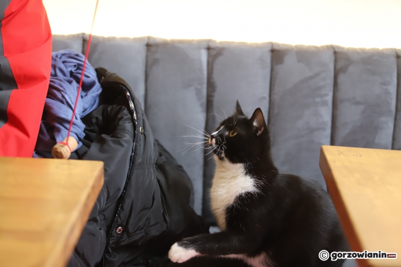 16/17 Otwarcie kociej kawiarni w Gorzowie