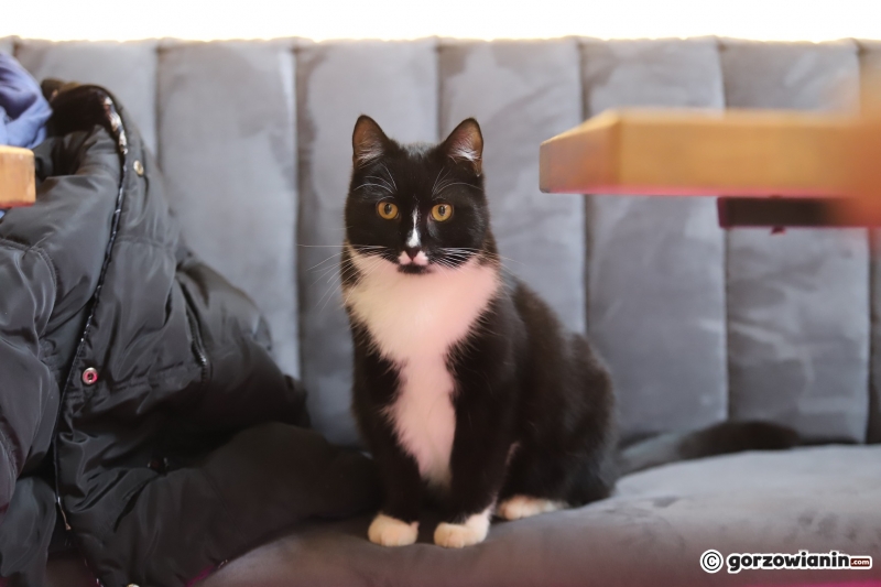 17/17 Otwarcie kociej kawiarni w Gorzowie