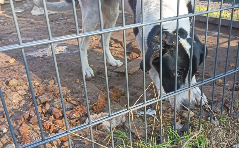 3/10 Łatek żył w skandalicznych warunkach