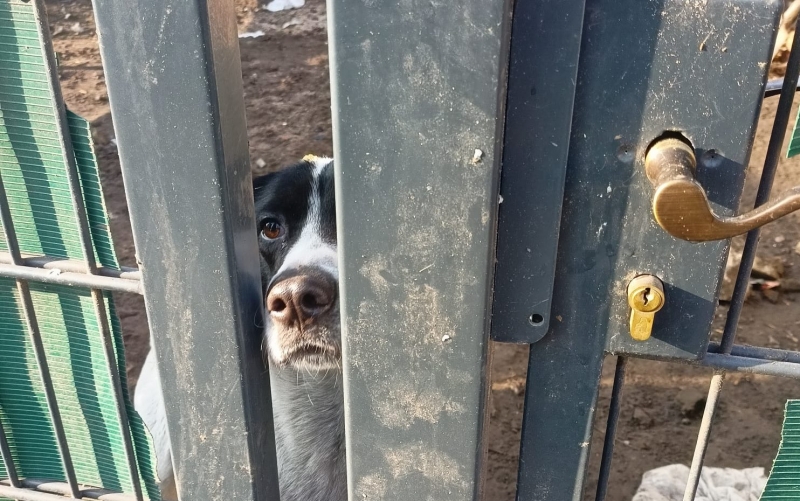 6/10 Łatek żył w skandalicznych warunkach