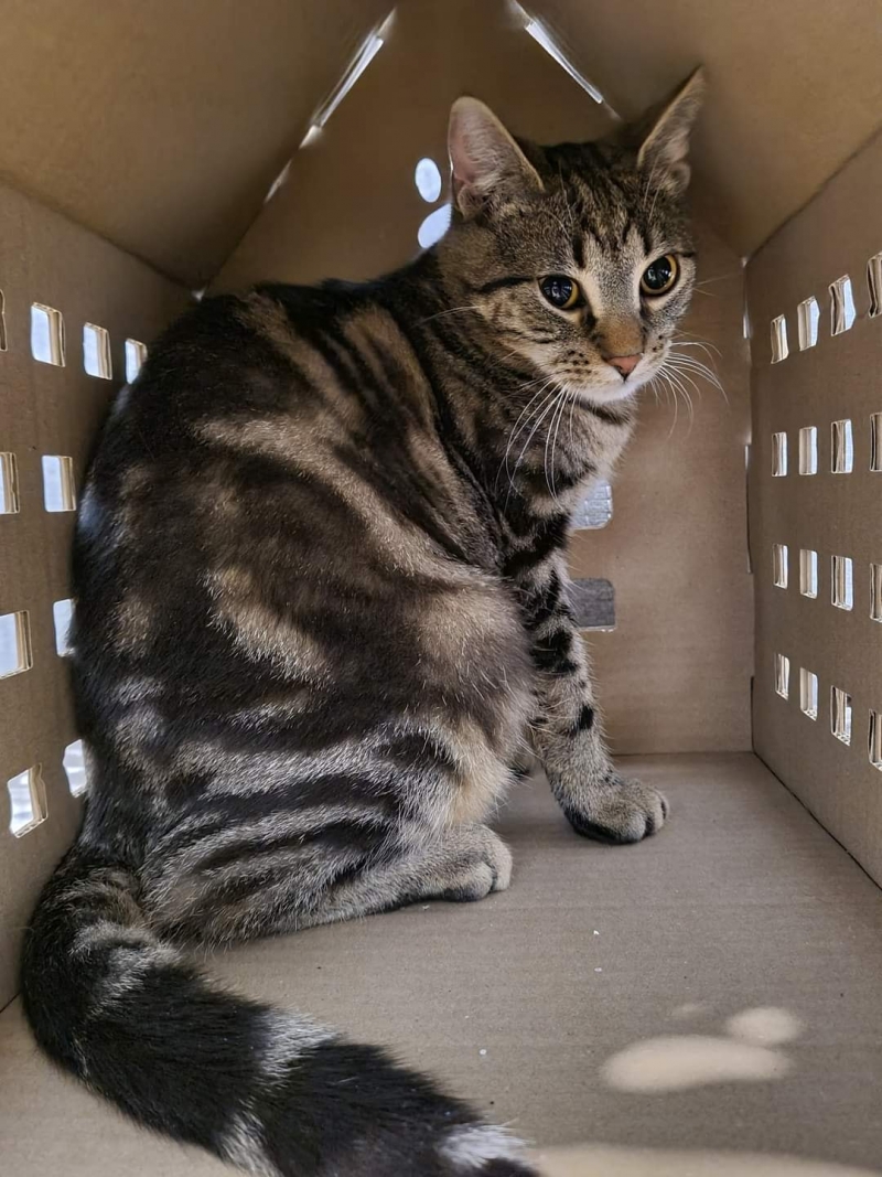 3/7 Koty ze schroniska w Gorzowie do adopcji