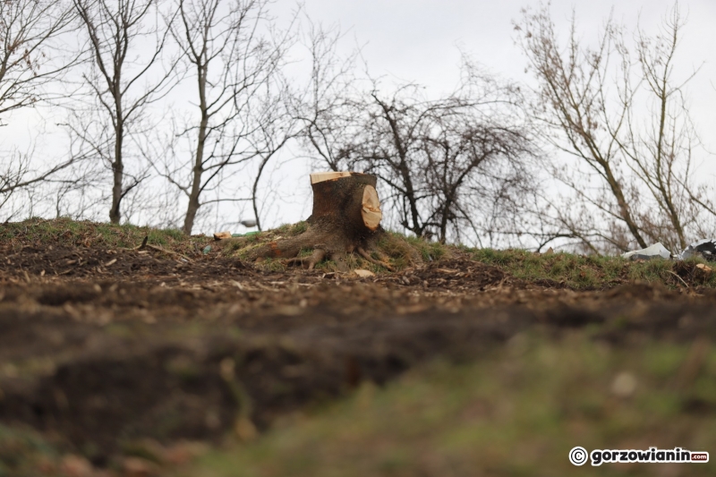 11/11 Wycinka drzew przy ul. Warszawskiej w Gorzowie. Tutaj powstanie Aldi