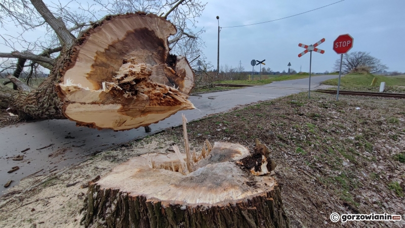 3/8 Wycinka drzew przy torach kolejowych