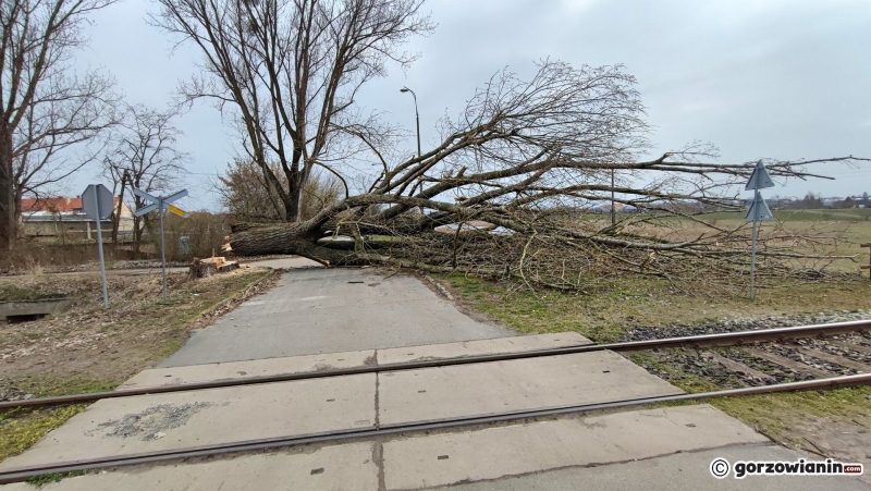 4/8 Wycinka drzew przy torach kolejowych