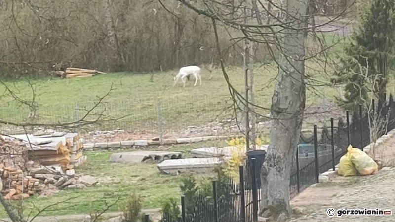 2/6 Daniel albinos spotkany w Skwierzynie