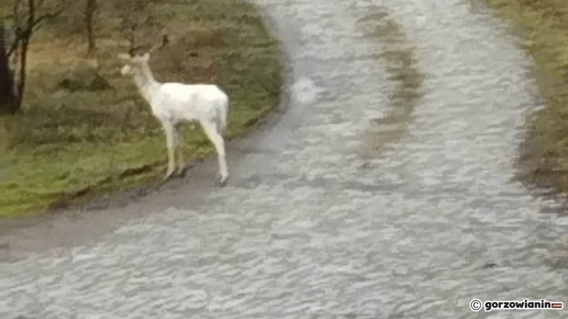 5/6 Daniel albinos spotkany w Skwierzynie