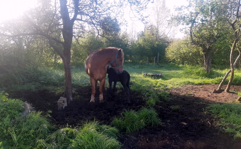 3/4 Źrebak wpadł do szamba. Uratowali go strażacy 