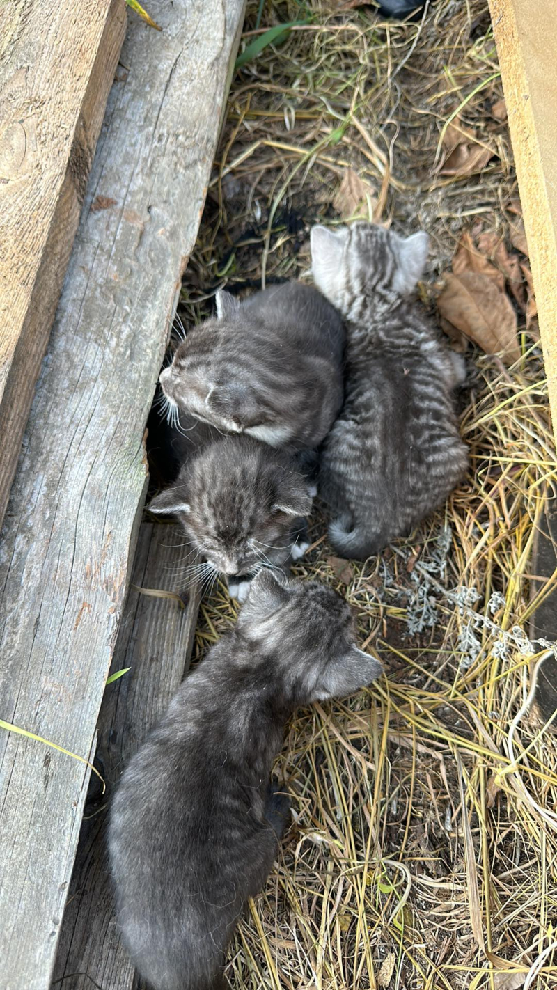 1/7 Pracownicy OTOZ Animals Gorzów odebrali właścicielom żywe szkielety psów