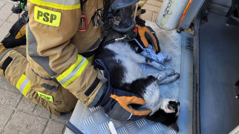 4/9 Strażacy uratowali kota z pożaru mieszkania przy ul. Obrońców Pokoju