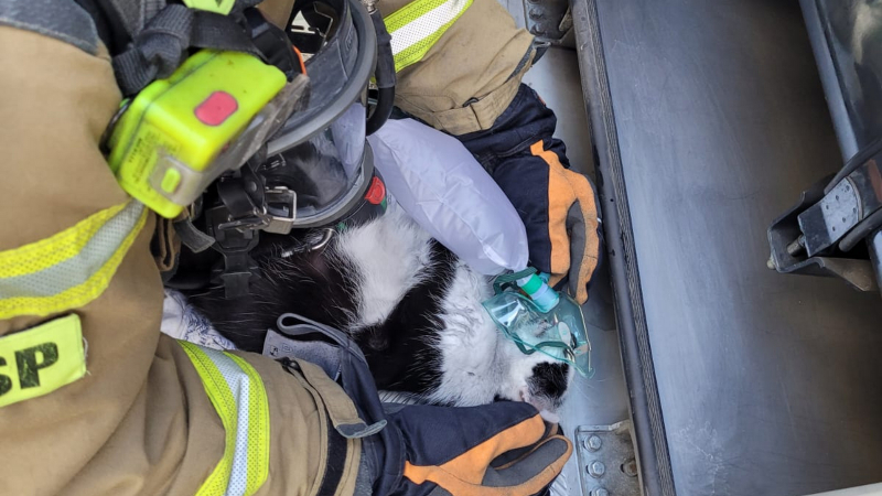 6/9 Strażacy uratowali kota z pożaru mieszkania przy ul. Obrońców Pokoju