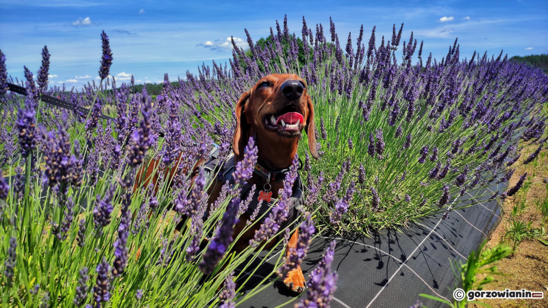 3/16 Magiczny zakątek. Lawendowe pole koło Pszczewa