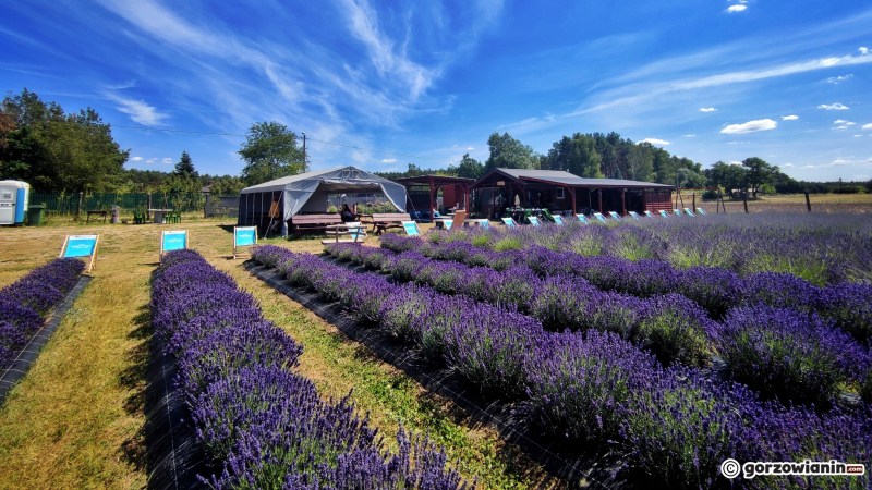 4/16 Magiczny zakątek. Lawendowe pole koło Pszczewa