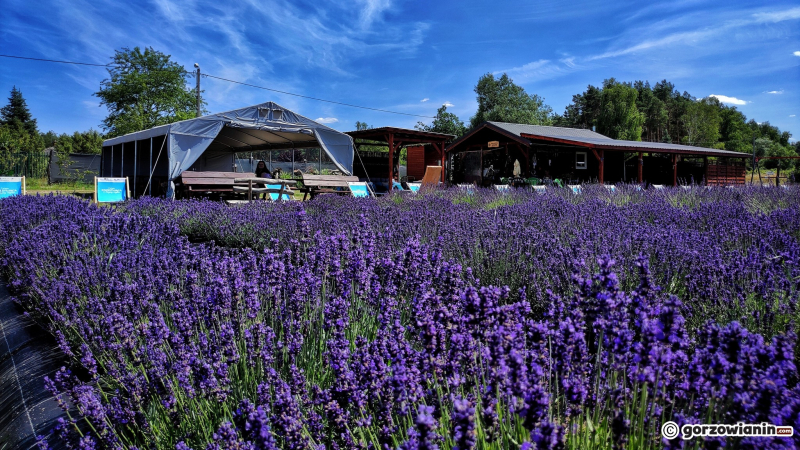 5/16 Magiczny zakątek. Lawendowe pole koło Pszczewa