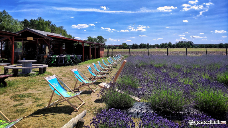 6/16 Magiczny zakątek. Lawendowe pole koło Pszczewa