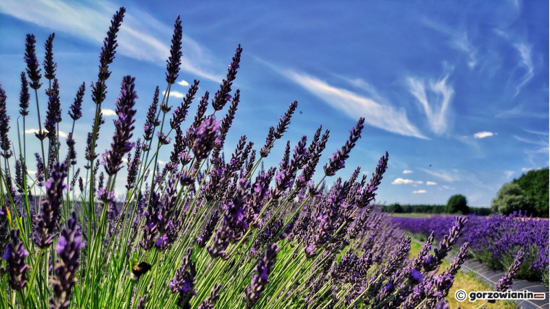 7/16 Magiczny zakątek. Lawendowe pole koło Pszczewa