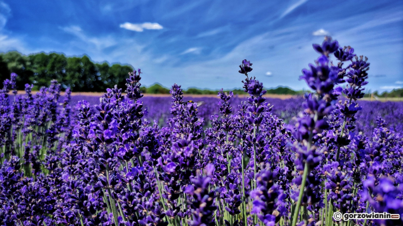 8/16 Magiczny zakątek. Lawendowe pole koło Pszczewa