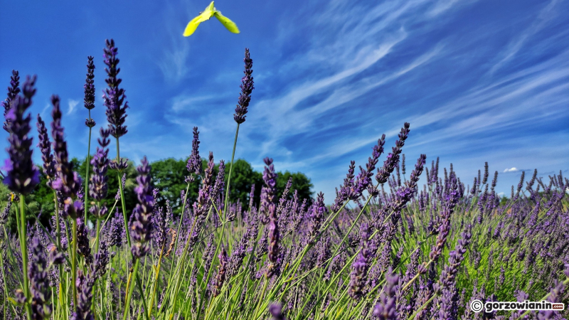9/16 Magiczny zakątek. Lawendowe pole koło Pszczewa