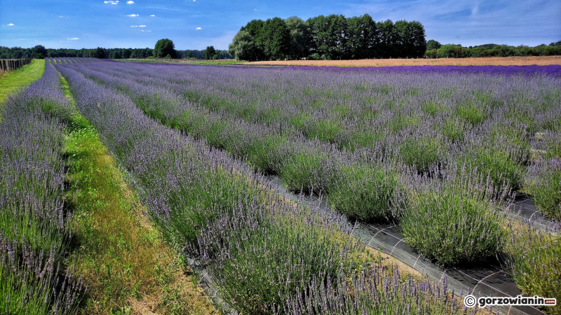 12/16 Magiczny zakątek. Lawendowe pole koło Pszczewa