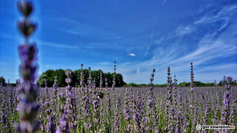 13/16 Magiczny zakątek. Lawendowe pole koło Pszczewa